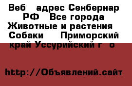 Веб – адрес Сенбернар.РФ - Все города Животные и растения » Собаки   . Приморский край,Уссурийский г. о. 